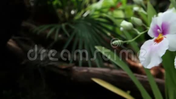美丽的白色紫罗兰兰的花朵视频的预览图