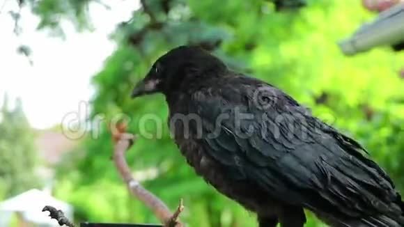 黑乌鸦玩木头科维斯科隆在花园里视频的预览图