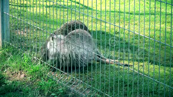 麝鼠翁达特拉藏底栖动物在动物花园笼子里行走视频的预览图