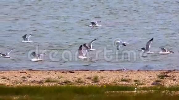 一群海鸥在湖面上飞来飞去视频的预览图