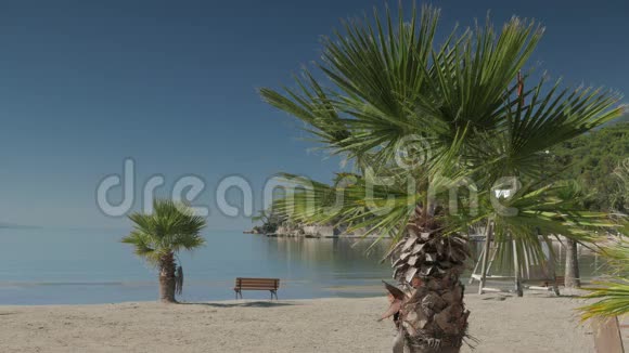 夏天的早晨沙滩上有棕榈树和孤独的长凳4k视频的预览图