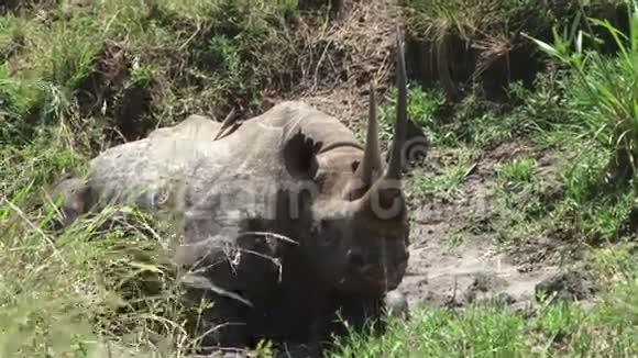 一只老犀牛在泥里翻滚视频的预览图