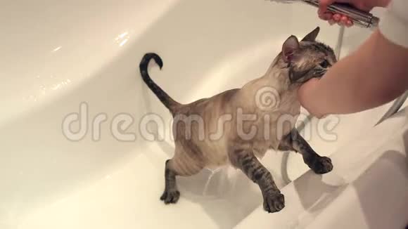 在浴室里洗猫视频的预览图