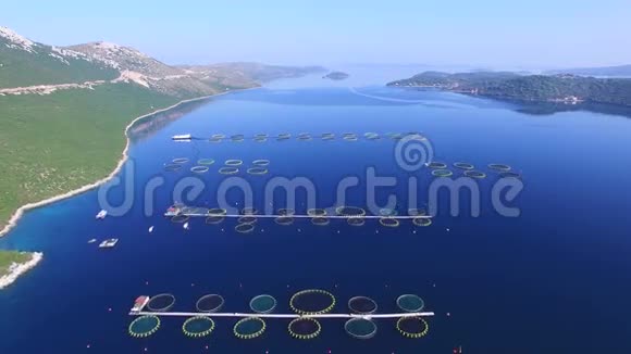 飞越深蓝的达尔马提亚海鱼场视频的预览图