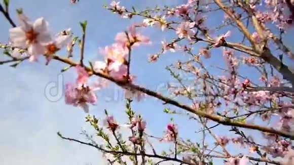 春天盛开的樱桃视频的预览图