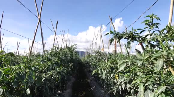 越南拉姆省达拉特市花园里的绿辣椒视频的预览图