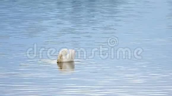 雄伟的成年天鹅在光滑的水位上游泳反射和闪闪发光视频的预览图