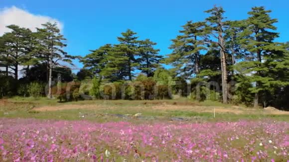 美丽的广角花背景全景花卉壁纸与粉红色菊花关闭视频的预览图