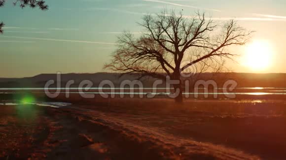 金色夕阳中的孤树大自然道路上孤独的树的剪影夕阳美丽的风景视频的预览图