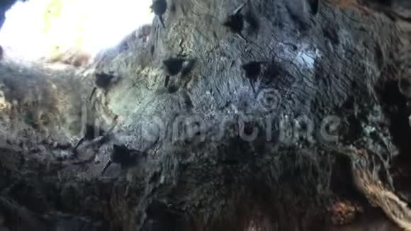 蝙蝠在死亡树上飞来飞去视频的预览图