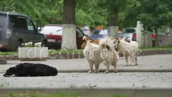 流浪的野狗沿着城市的人行道散步视频的预览图