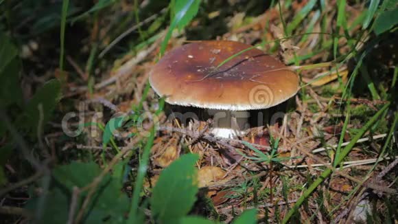 林中生长的特写蘑菇视频的预览图