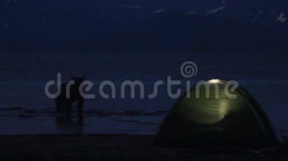 熊靠近帐篷晚安视频的预览图