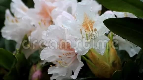 杜鹃花白橙带雨滴视频的预览图