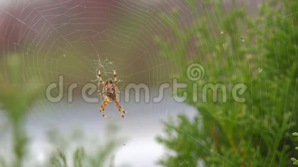 一只毛茸茸的大蜘蛛图案漂亮视频的预览图