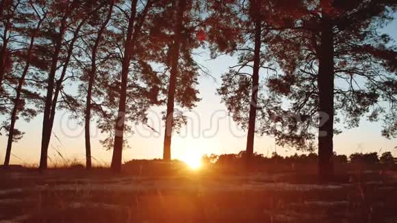 清晨松林日出冬天美丽的松林阳光透过树木自然旅游视频的预览图