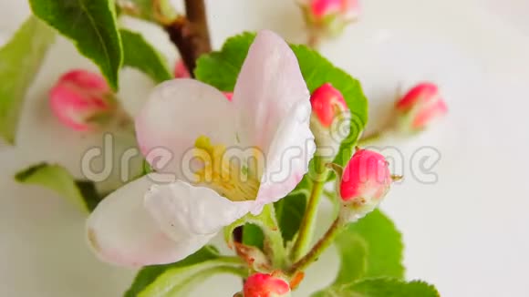 花苹果上的瓢虫在白色背景上旋转视频360视频的预览图