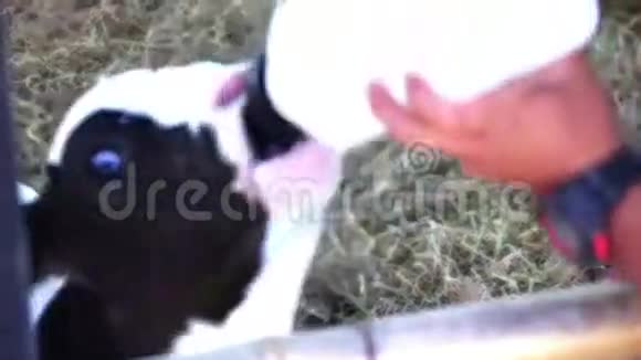 农场用奶瓶喂奶的小奶牛视频的预览图