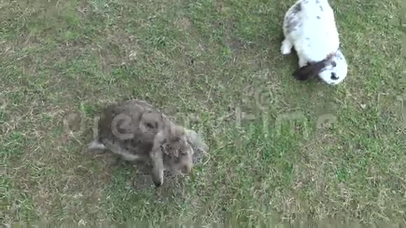 兔子在农场的绿草中放牧手持视频的预览图