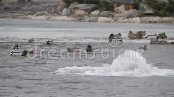 2015年1月在Mezhyhirya的水上鸭子特写镜头视频的预览图