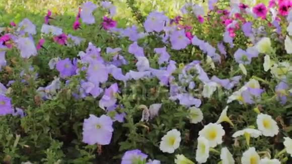 有着奇妙花朵的花坛视频的预览图