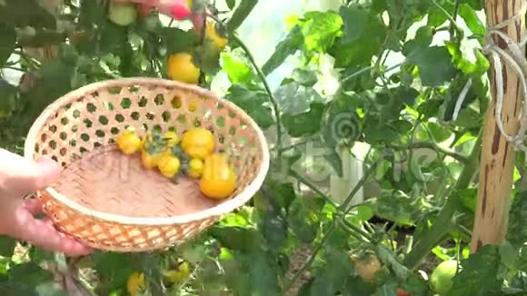 雌性手在温室里采摘新鲜的生态小黄番茄4K视频的预览图