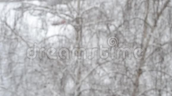 雪落在桦树的背景上狗在背景下奔跑视频的预览图