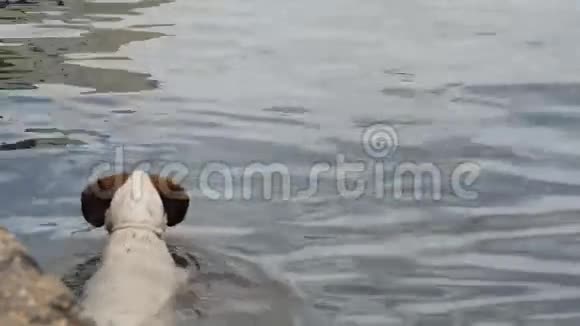幸运的成年马耳他狗在游泳池洗澡在布吉巴拍摄视频的预览图