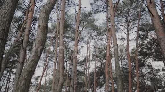 美丽的树枝映衬着蓝天视频的预览图