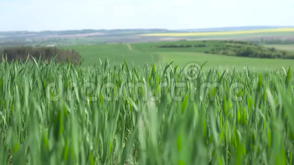 背景上的绿色小麦视频的预览图
