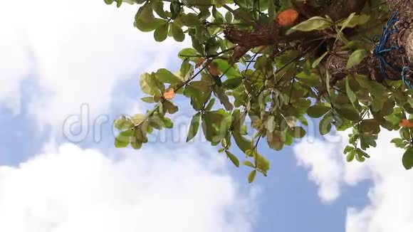 在印度尼西亚巴厘岛一个奇异的岛屿上热带树在天空下留下白云天堂的场景视频的预览图