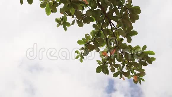 在印度尼西亚巴厘岛一个奇异的岛屿上热带树在天空下留下白云天堂的场景视频的预览图