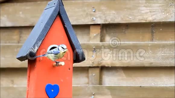 蓝雀鸟在巢箱里飞翔视频的预览图