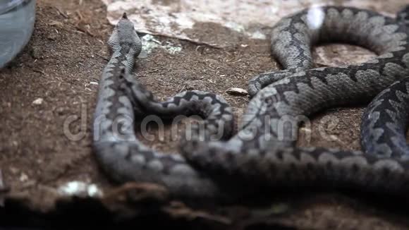 卢布尔雅那动物园里的蛇在移动视频的预览图