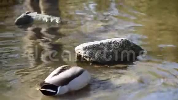 池塘里的野鸭视频的预览图