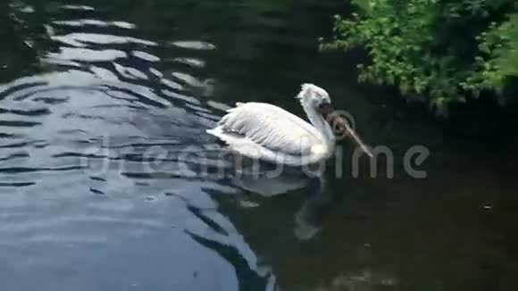 白快速游至动物公园湖岸视频的预览图
