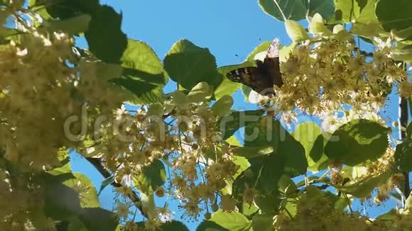 蝴蝶在阳光下缓慢飞行视频的预览图