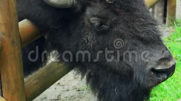 野牛头动物园围栏后面的野牛头特写动物头视频的预览图