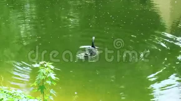 黑天鹅在绿水中游泳天鹅用红嘴清洁翅膀视频的预览图