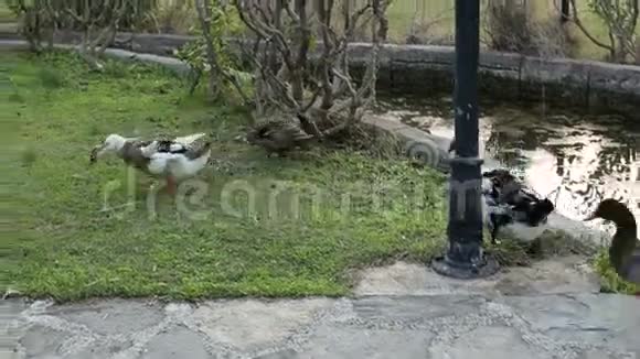 夏天一群五颜六色的鸭子在公园的绿草上散步视频的预览图