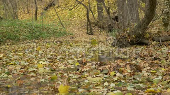 溪水上的秋叶视频的预览图