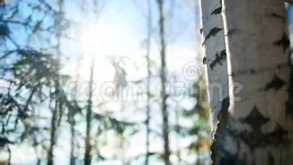 桦树的树干秋天公园的阳光视频的预览图
