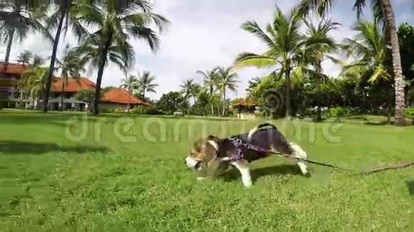 快乐的年轻女孩和她的小猎犬在夏天公园跑步慢动作户外肖像慢动作热带视频的预览图