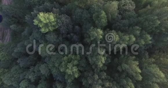 林中绿树的顶端摄像机掉下来了风吹拂着大树的树枝视频的预览图