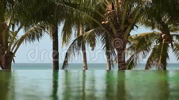 从室外游泳池看到的是棕榈树视频的预览图
