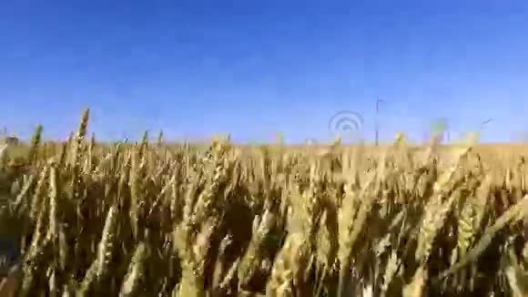 沿着麦田走小麦生得又高又厚美丽的麦穗视频的预览图