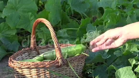 农民在农场种植园收获新鲜黄瓜蔬菜4K视频的预览图