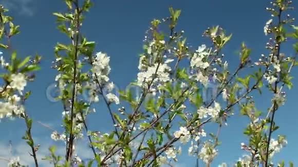 樱花枝上白花视频的预览图