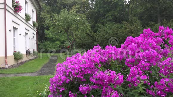 粉花坛和大雨水滴落在住宅附近的植物花朵上4K视频的预览图