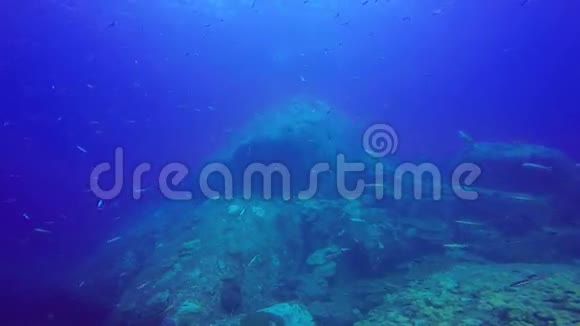 巨型鱼群热带暗礁射中红海苏丹水下射中视频的预览图